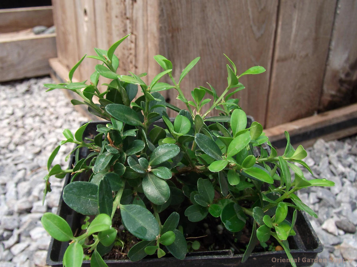 Buxus microphylla var. japonica 'Morris Midget'