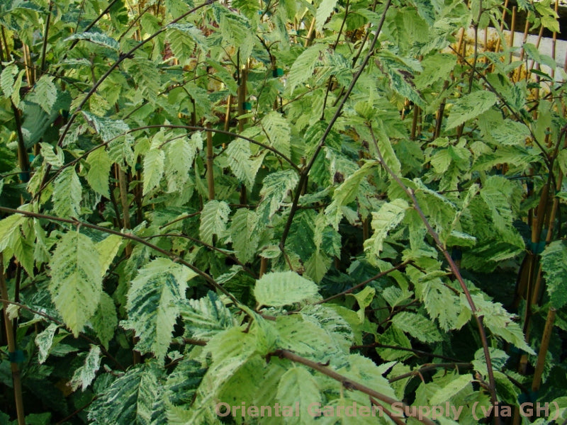 Carpinus betulus 'Foliis Argenteovariegatis Pendula'