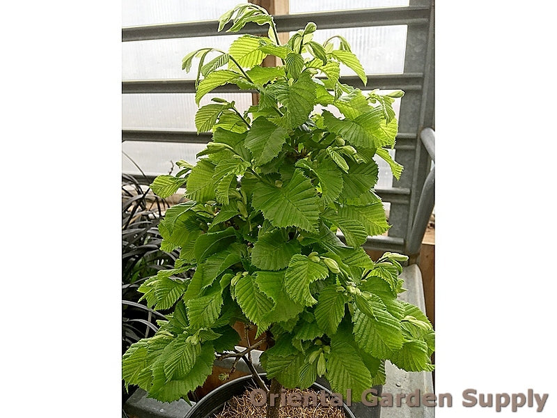 Carpinus betulus 'Columnaris nana'