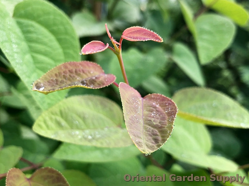 Cercidiphyllum japonicum 'Claim Jumper'