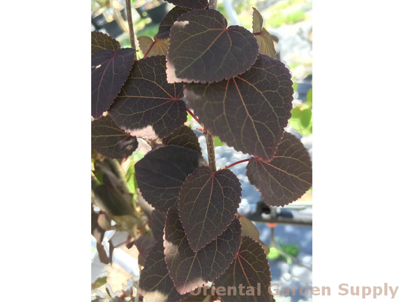 Cercidiphyllum japonicum 'Rot Fuchs'