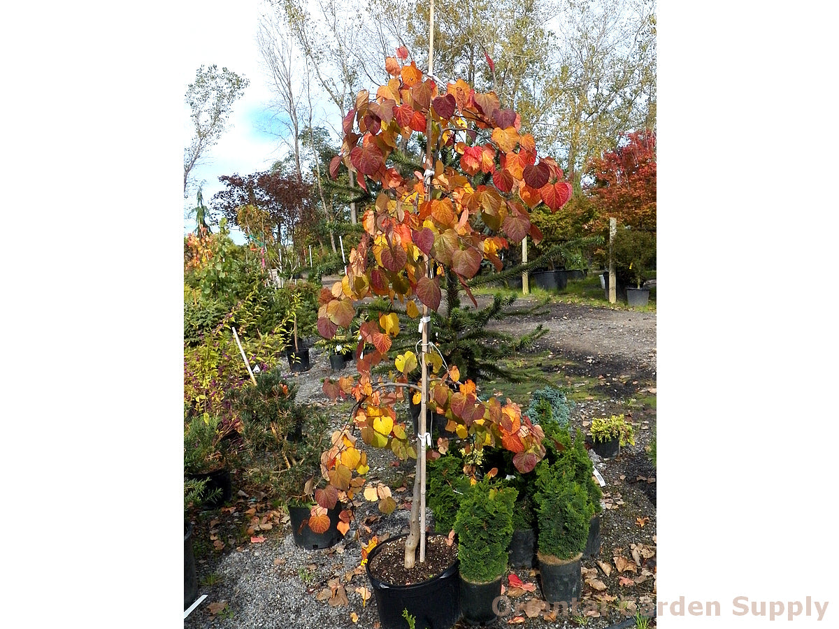 Cercis canadensis 'Ruby Falls'