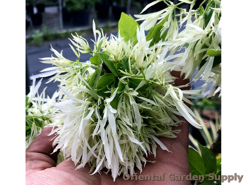 Chionanthus virginicus 'Little Leslie'
