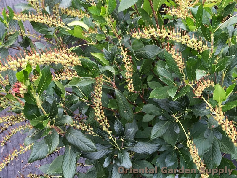 Clethra alnifolia 'Crystalina'