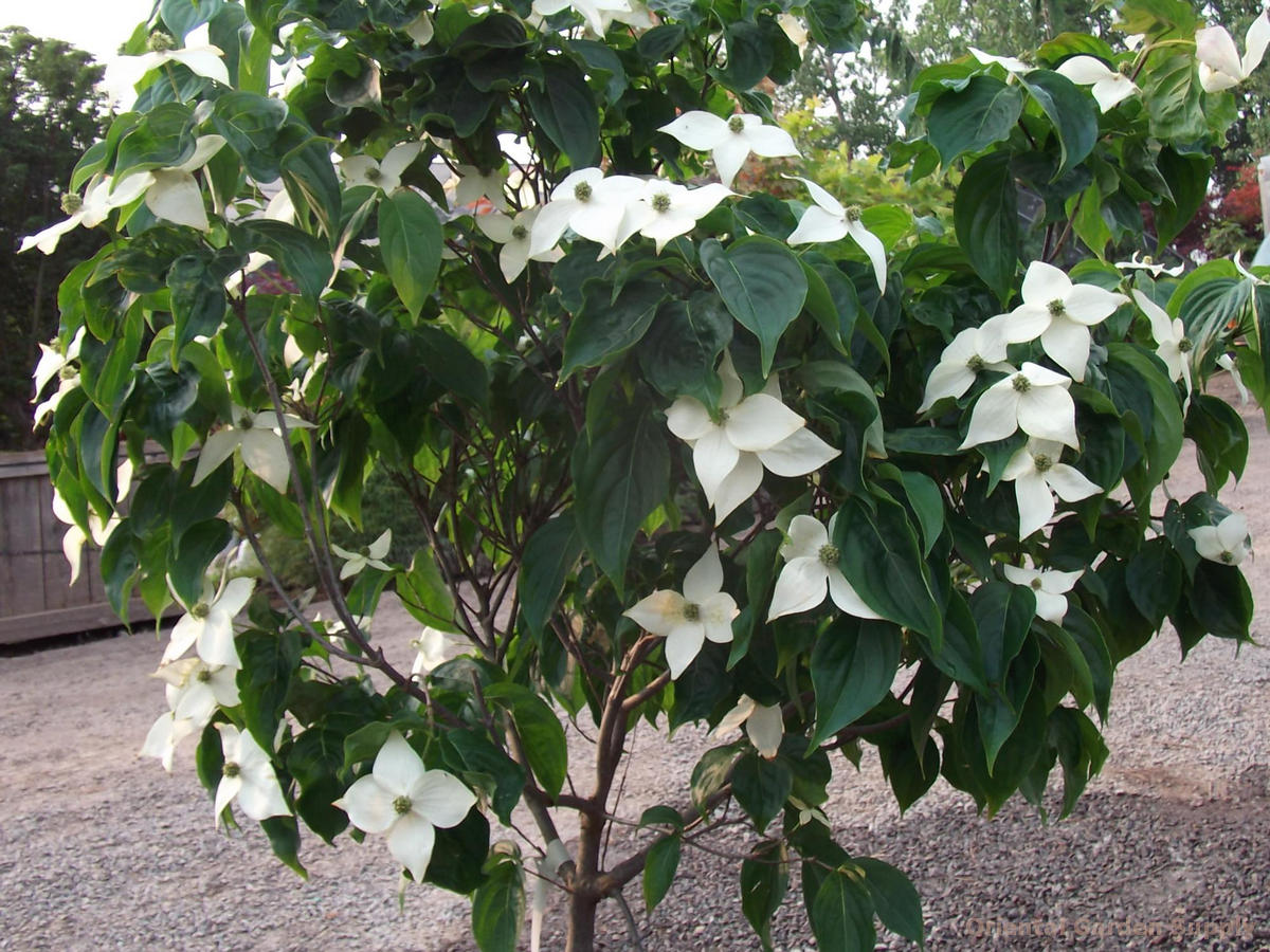 Cornus kousa chinensis 'Girard's Nana'