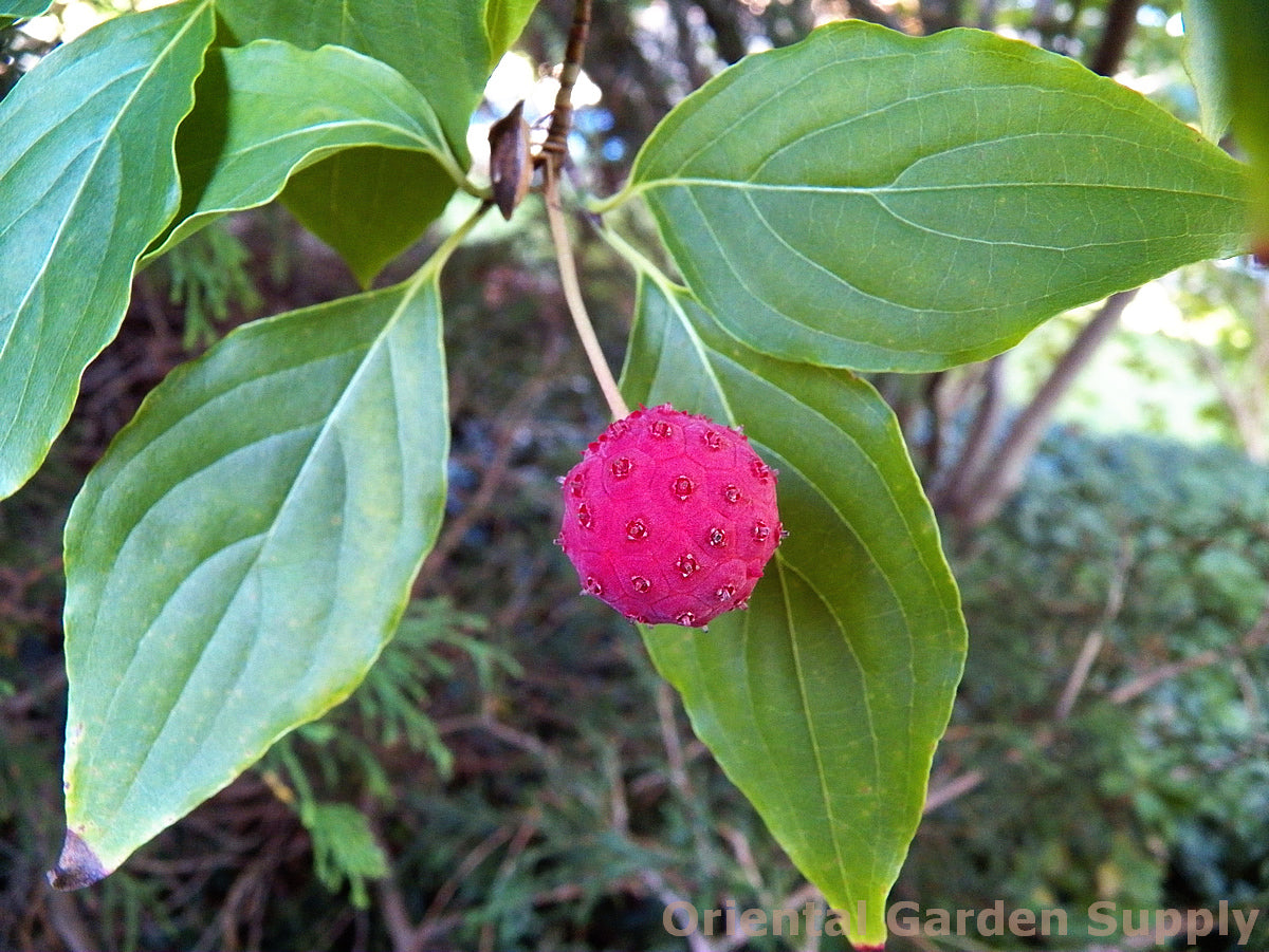Cornus kousa chinensis