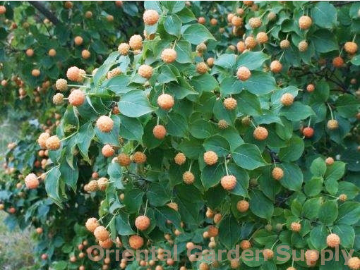 Cornus kousa chinensis 'Mandarin Jewel'