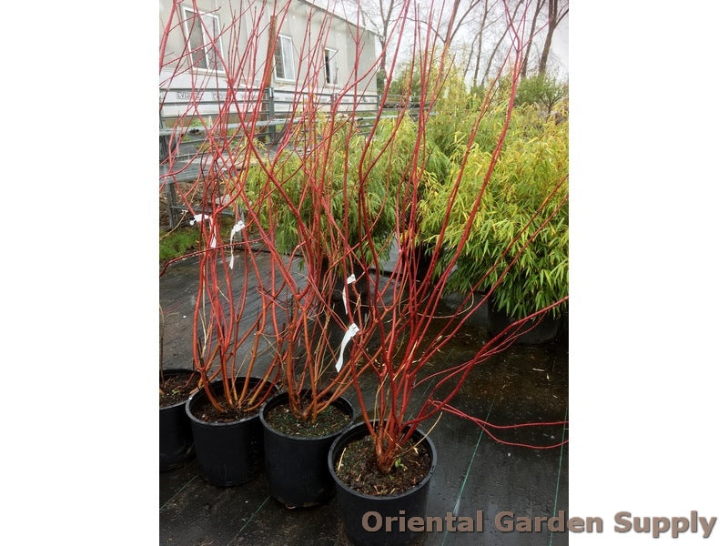 Cornus sericea 'Arctic Fire'