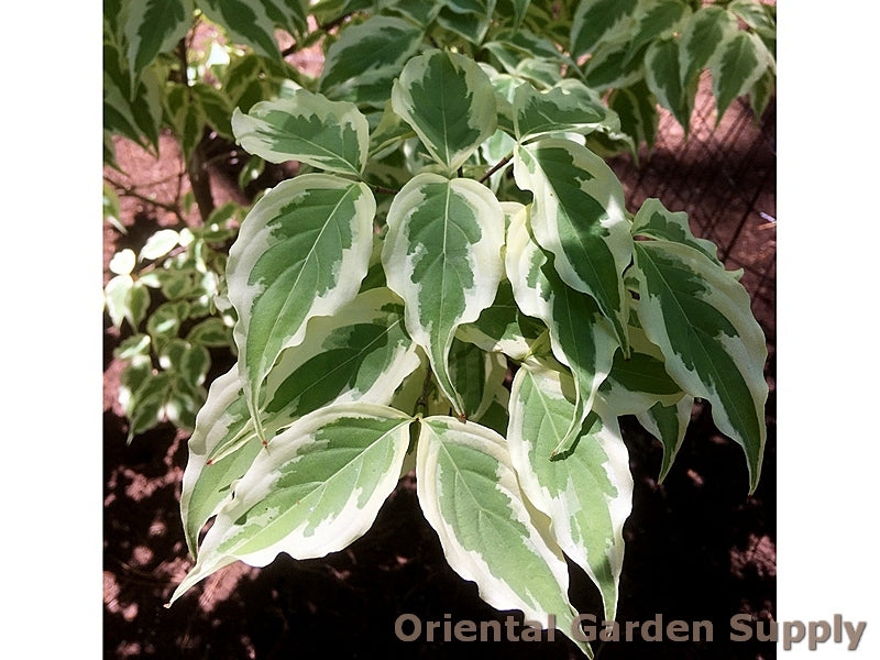 Cornus kousa chinensis 'Summer Fun'