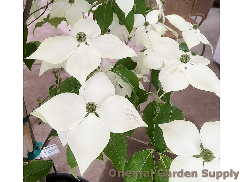 Cornus kousa x nuttali 'Venus'