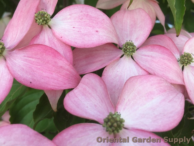Cornus kousa 'Rutpink'