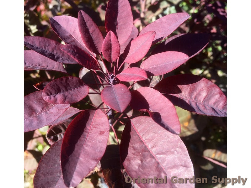 Cotinus coggygria 'Royal Purple'