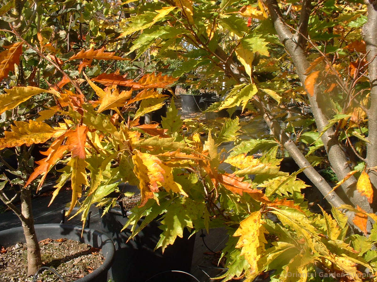 Fagus sylvatica 'Asplenifolia'