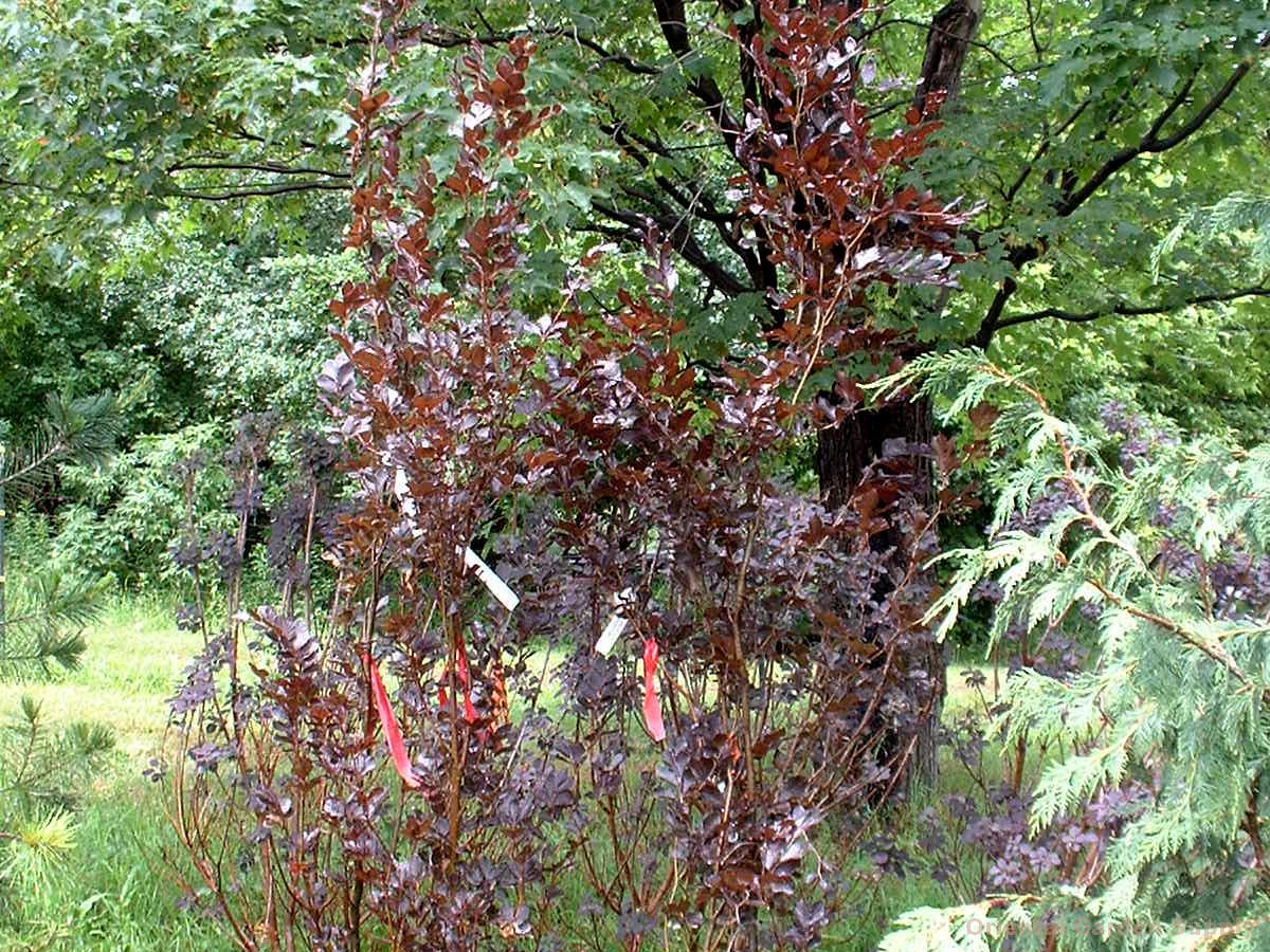 Fagus sylvatica 'Dawyck Purple'