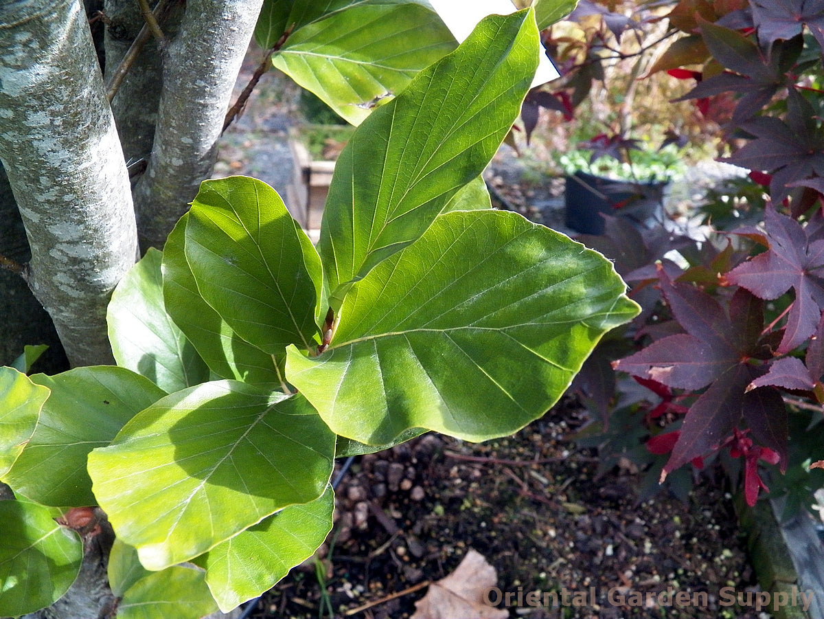 fagus sylvatica 'dawyck Fagus sylvatica 'Dawyck Gold' – Oriental Garden Supply