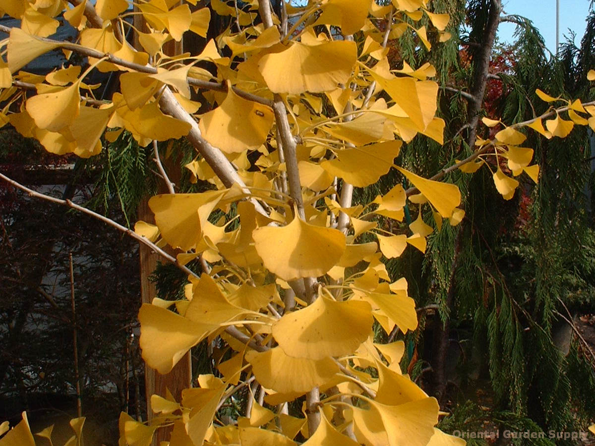 Ginkgo biloba 'Autumn Gold'
