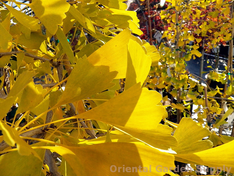 Ginkgo biloba 'Saratoga'