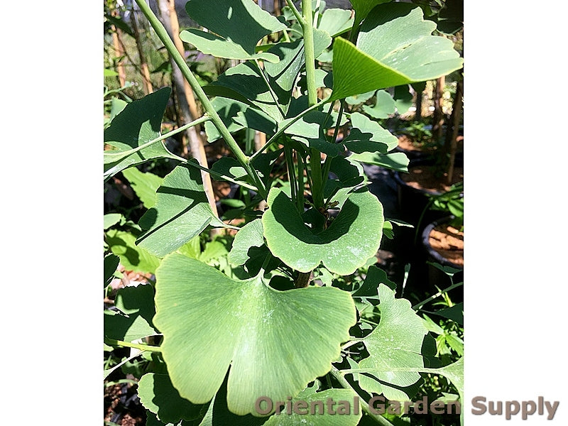 Ginkgo biloba 'Grindstone'
