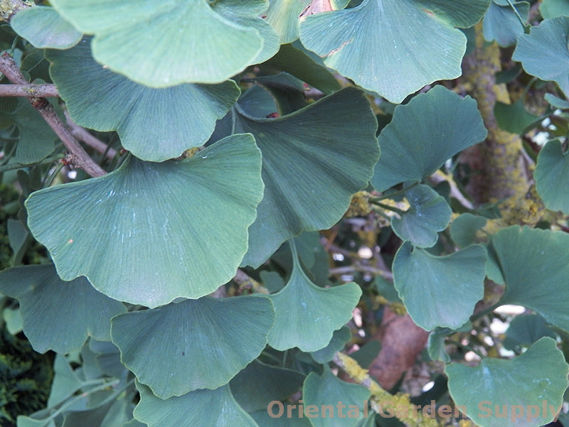 Ginkgo biloba 'Jade Butterflies'