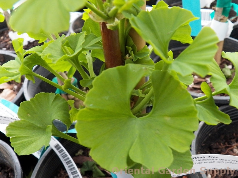 Ginkgo biloba 'Mariken'