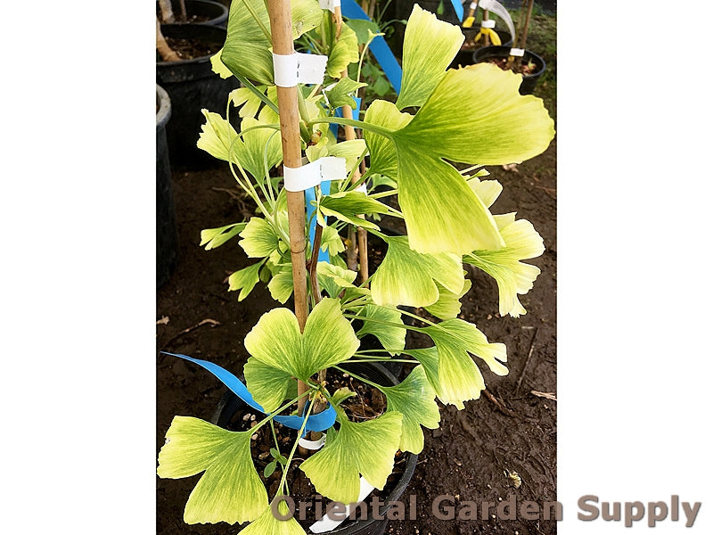 Ginkgo biloba 'Snow Cloud'