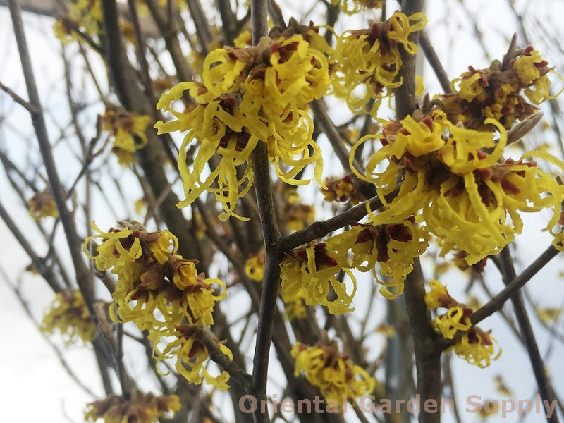 Hamamelis x intermedia 'Arnold Promise'