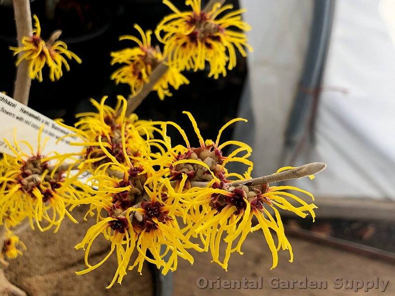 Hamamelis x intermedia 'Barmstedt Gold'