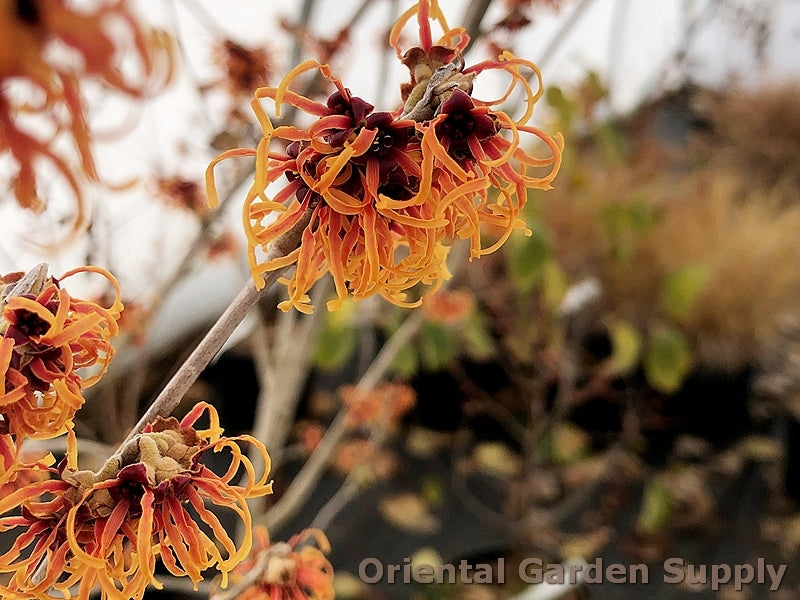 Hamamelis x intermedia 'Jelena'