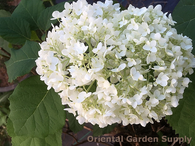 Hydrangea arborescens 'Annabelle'