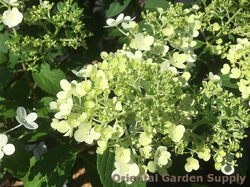 Hydrangea paniculata 'Bobo'