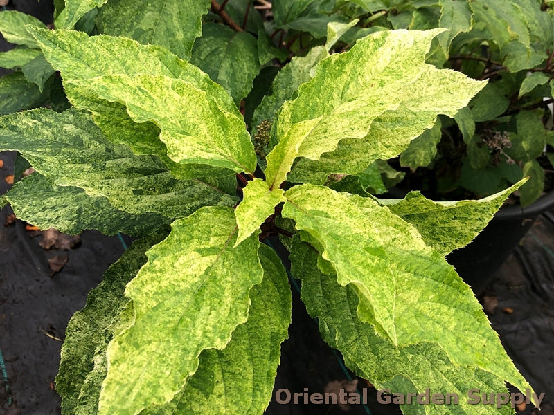 Hydrangea paniculata 'Yuki Gessho'