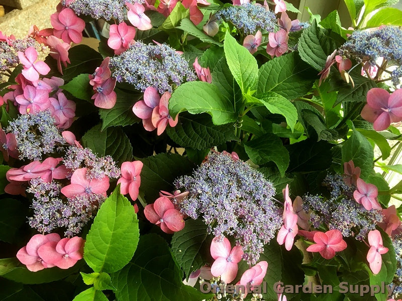Hydrangea serrata 'Tuff Stuff Red'