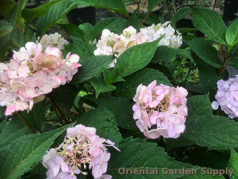 Hydrangea serrata 'Preziosa'