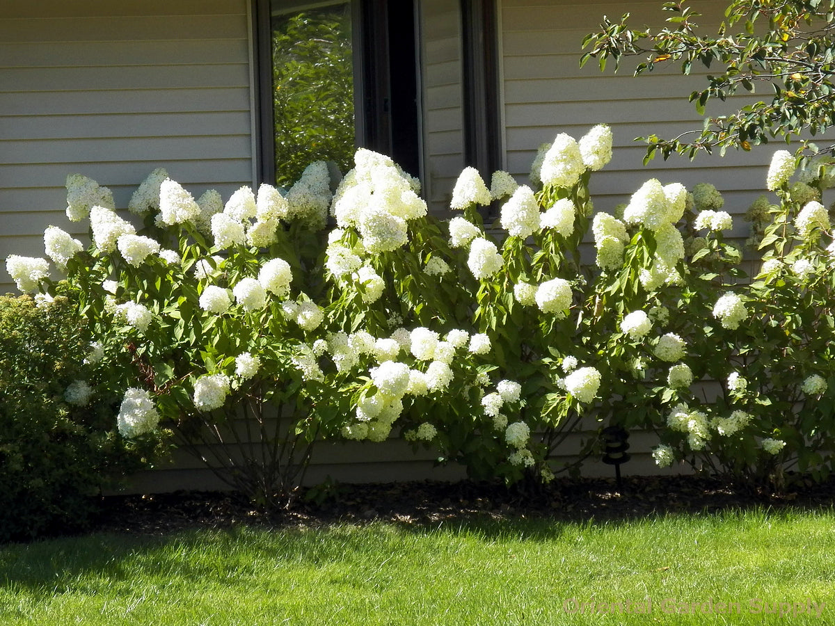 Hydrangea paniculata 'Limelight'