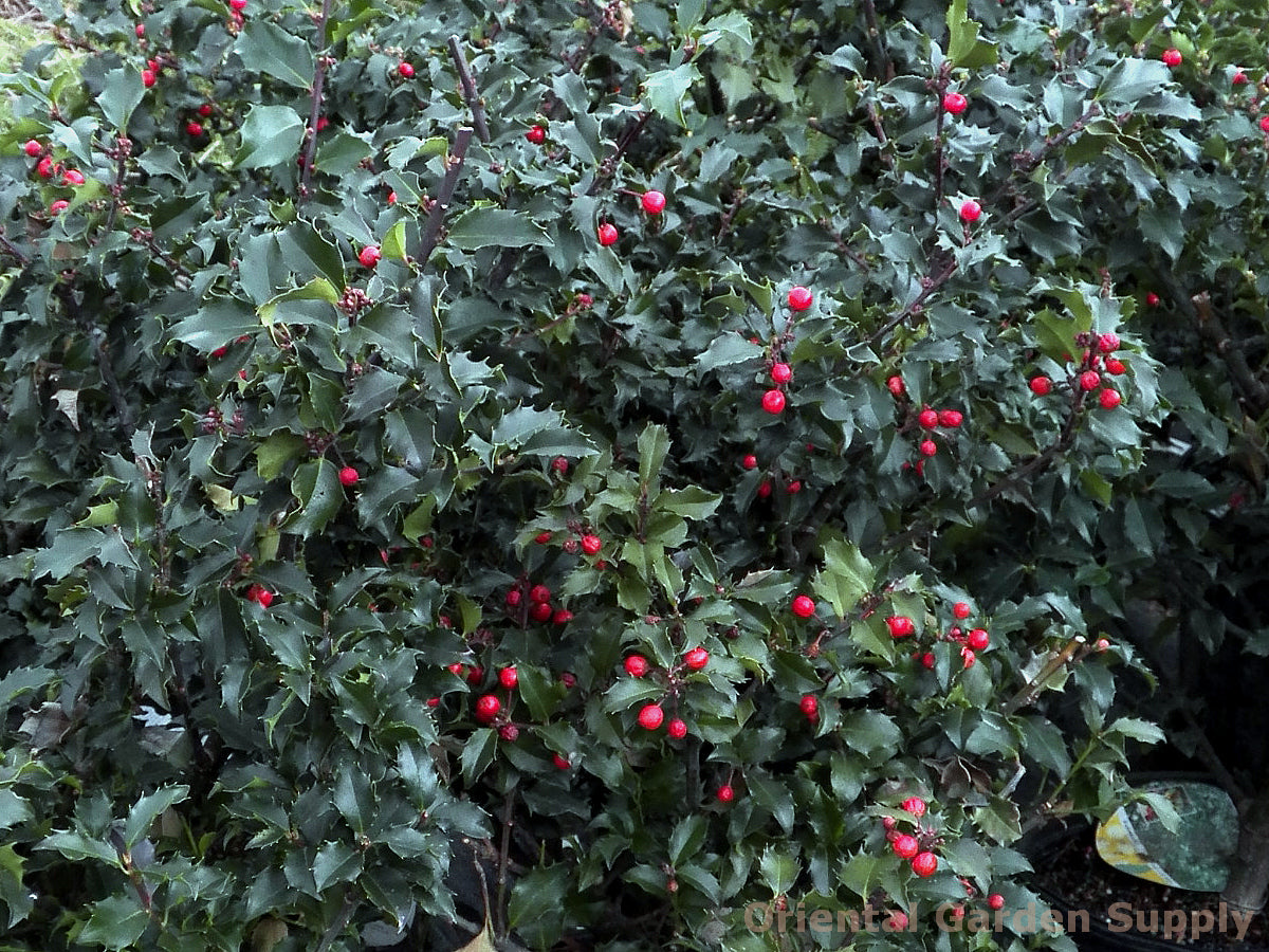 Ilex meservaea 'Blue Princess'