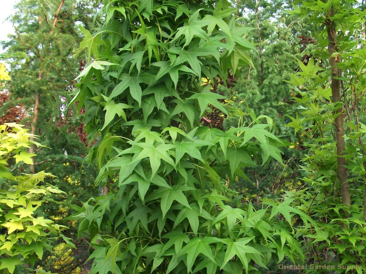 Liquidambar styraciflua 'Slender Silhouette'