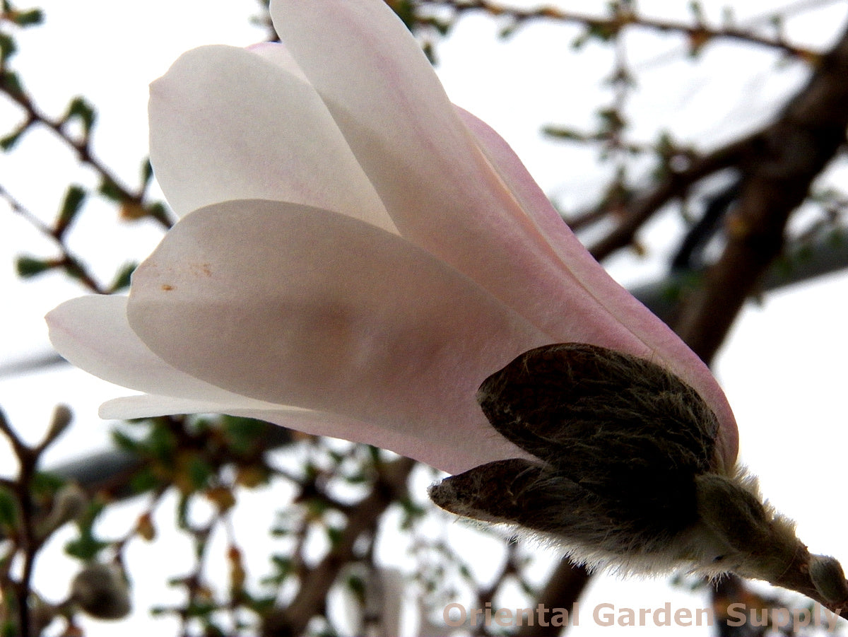 Magnolia stellata 'Royal Star'