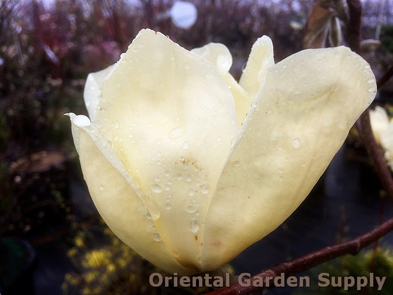 Magnolia x 'Elizabeth'