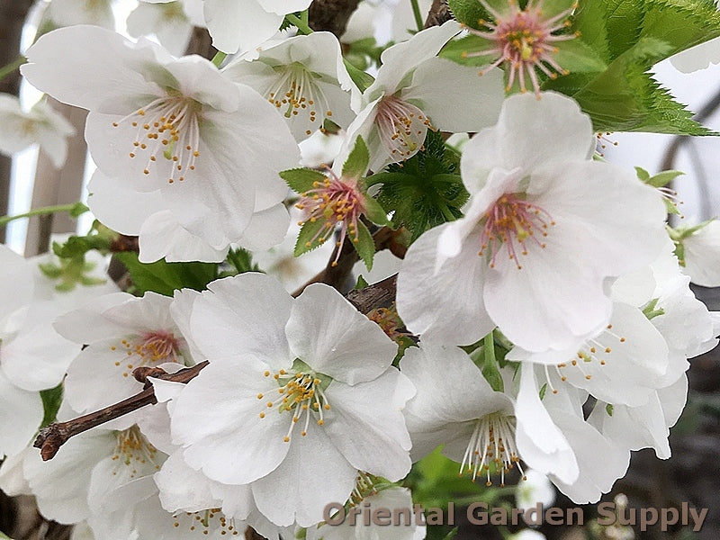 Prunus serrulata 'Snow Goose'