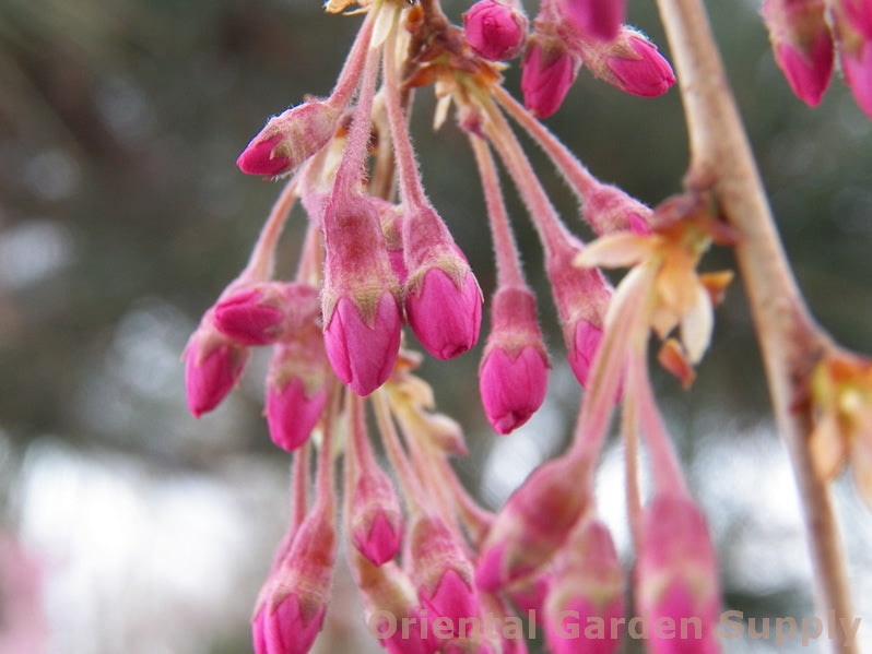 Prunus subhirtella var. pendula