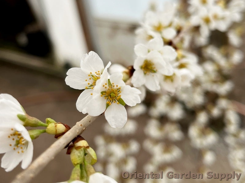 Prunus subhirtella var. pendula 'Pleno Rosea'