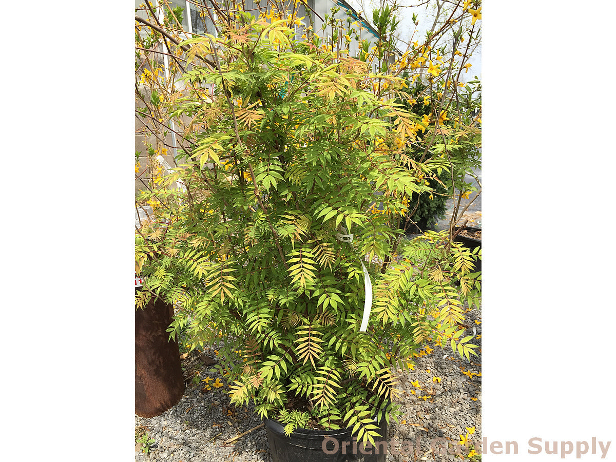 Sorbaria sorbifolia 'Sem'
