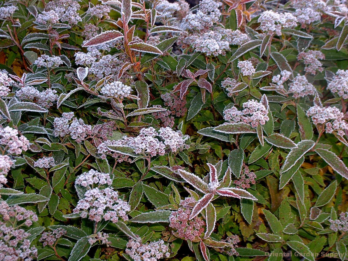 Spiraea x bumalda 'Anthony Waterer'