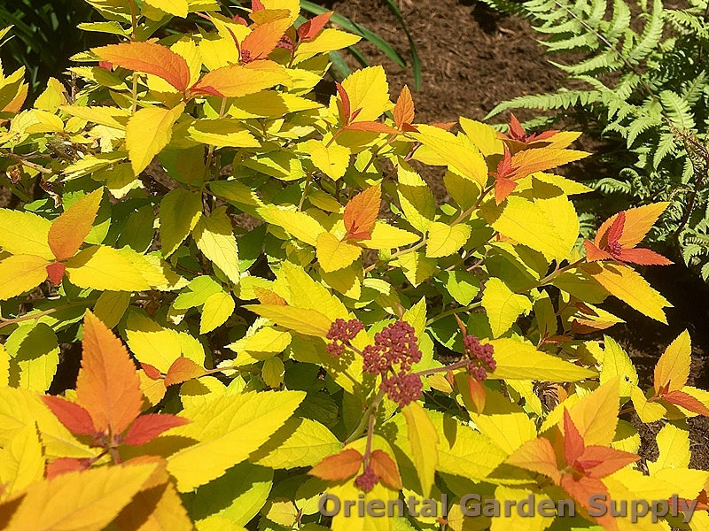 Spiraea japonica 'Candy Corn'