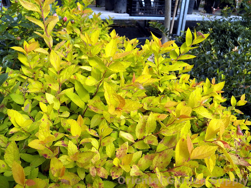 Spiraea japonica 'Gold Mound'