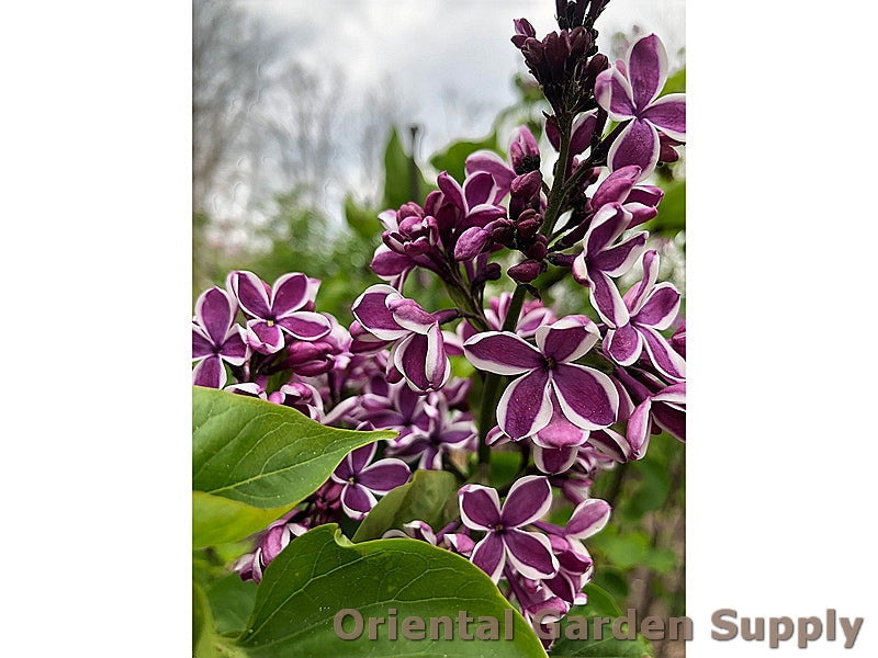 Syringa vulgaris 'Sensation'