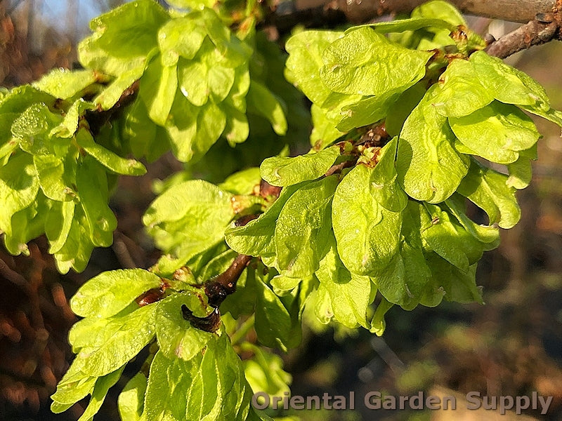 Ulmus glabra 'Camperdownii'
