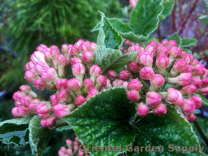 Viburnum carlesii 'Compacta'