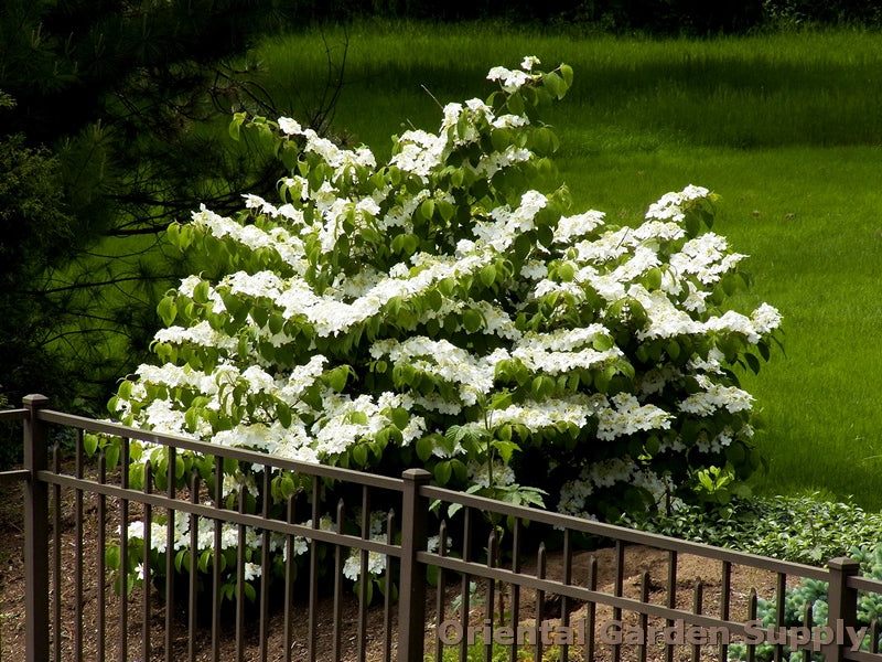 Viburnum plicatum tomentosum 'Mariesii'