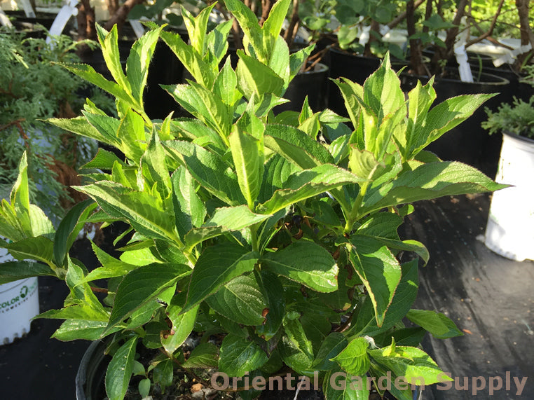 Weigela florida 'Czechmark Trilogy'
